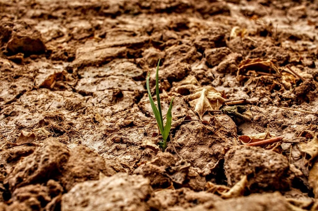 drought, dryness, water, floor, earth, heat, heatwave, climate change, warmth, dry, cracks, desert, heatwave, nature, heatwave, heatwave, heatwave, heatwave